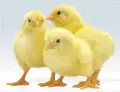 9831
